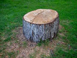 San Rafael, CA Tree Care Company