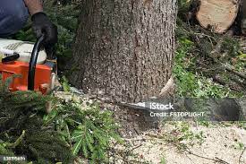 Best Tree Mulching  in San Rafael, CA