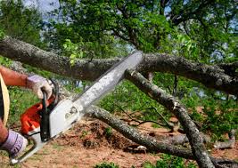 Best Fruit Tree Pruning  in San Rafael, CA