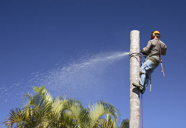 Mulching Services in San Rafael, CA