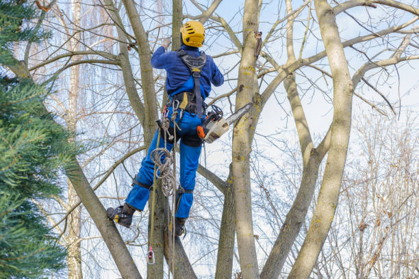 How Our Tree Care Process Works  in  San Rafael, CA