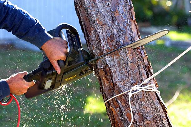 Best Root Management and Removal  in San Rafael, CA