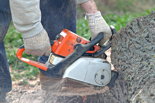 Leaf Removal in San Rafael, CA