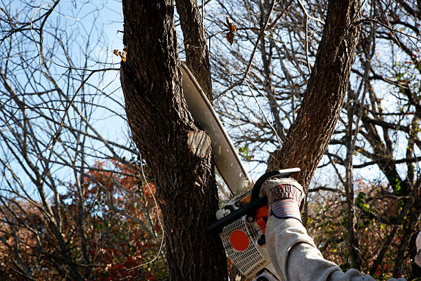 Best Tree Maintenance Programs  in San Rafael, CA