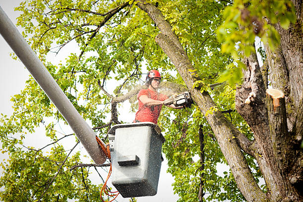 Best Tree Disease Treatment  in San Rafael, CA