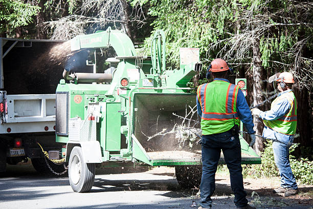 Best Pest Control for Lawns  in San Rafael, CA