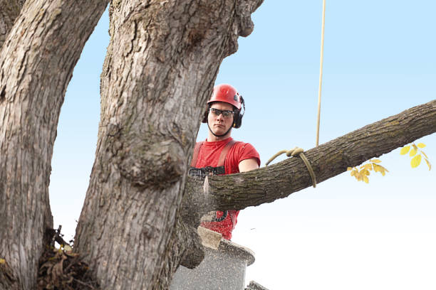 Best Tree Health Inspection  in San Rafael, CA