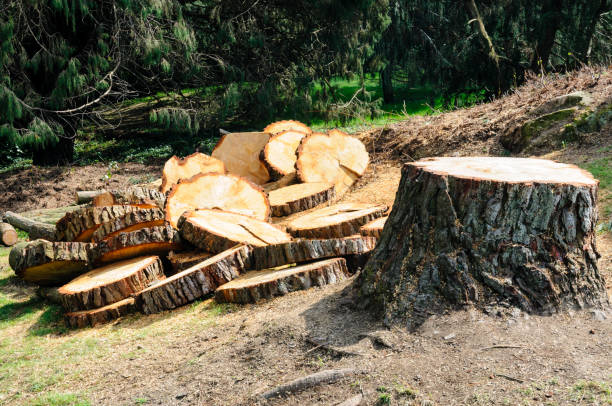 Best Tree and Shrub Care  in San Rafael, CA